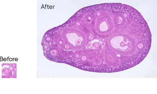 實(shí)時(shí)圖像拼接功能