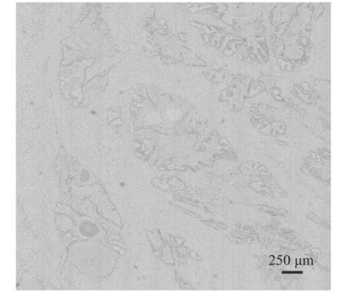 鑫圖sCMOS相機 | 全自動推掃式高光譜顯微成像系統(tǒng)設計與研究