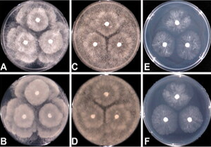 韓國耐高溫真菌和卵菌的研究